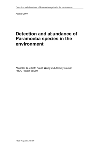 Detection and abundance of Paramoeba species in the