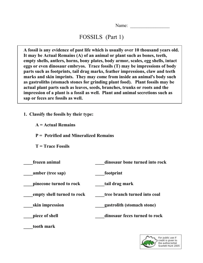 Fossil Worksheet
