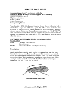 Allomyia scottia, Scott`s apatanian caddisfly