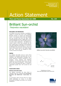 Brilliant Sun-orchid (Thelymitra mackibbini) accessible