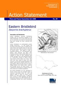 Eastern Bristlebird (Dasyornis brachypterus) accessible