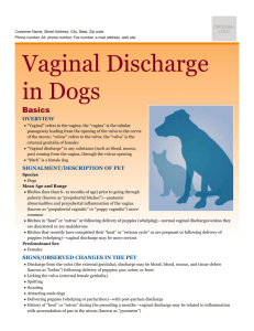 vaginal_discharge_in_dogs