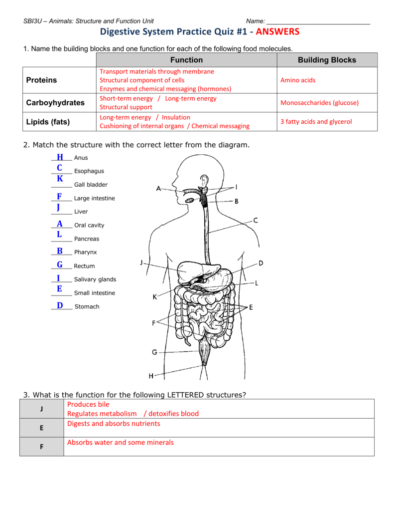 SBI22U – Animals: Structure and Function Unit Intended For Digestive System Worksheet Answers