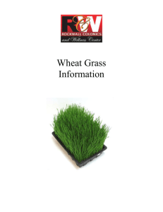 WHEAT GRASS JUICE - Rockwall Colonics & Wellness