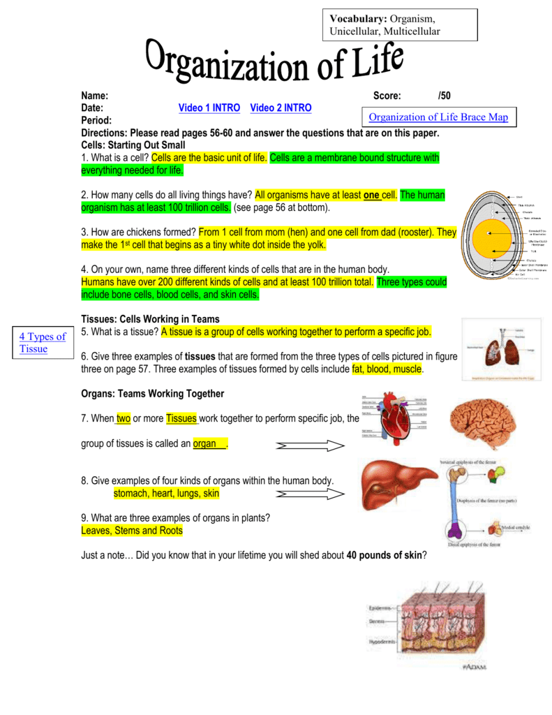 Key For Organization Of Life Worksheet - 