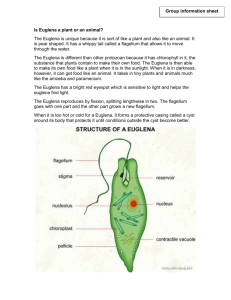 Is Euglena a plant or animal