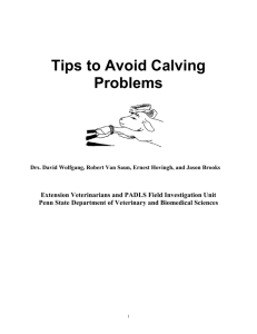 Tips to Avoid Calving Problems