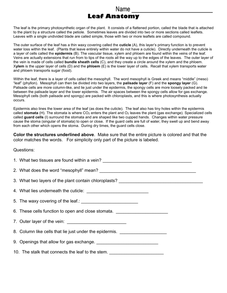 Leaf Anatomy Worksheet Answers