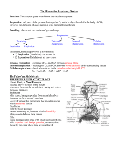 The Mammalian Respiratory System