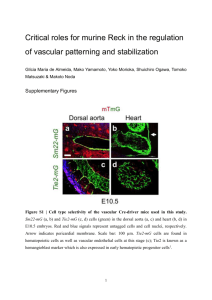 Critical roles for murine Reck in the regulation of vascular patterning