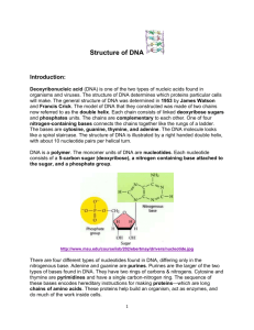 Building DNA -Hemoglobin Gene