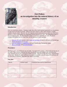 Owl Pellets: an investigation into the natural history of an amazing