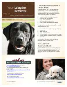 Labrador Retriever Breed Specific Wellness