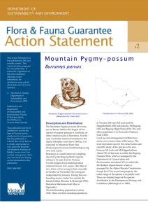 Mountain Pygmy-possum (Burramys parvus) accessible