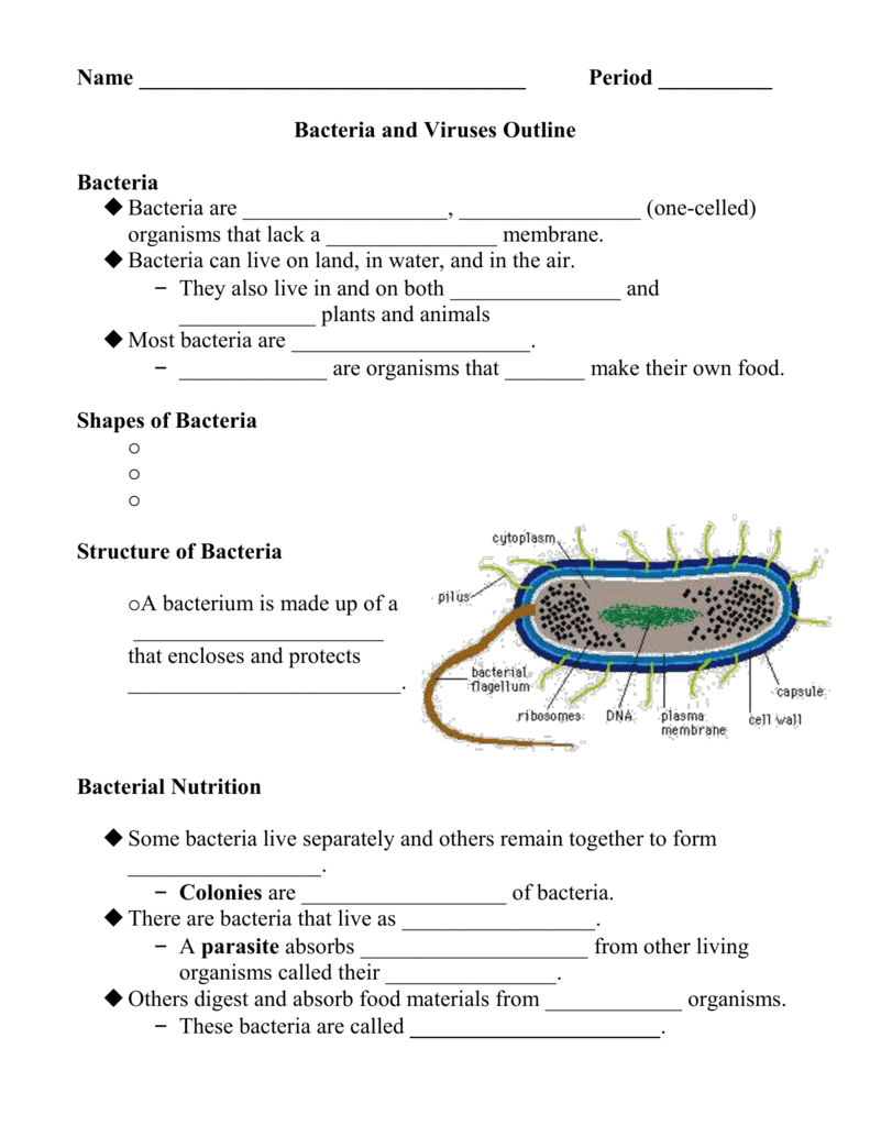 Bacteria and Viruses Outline – Teacher Guide (Key) Throughout Virus And Bacteria Worksheet Key