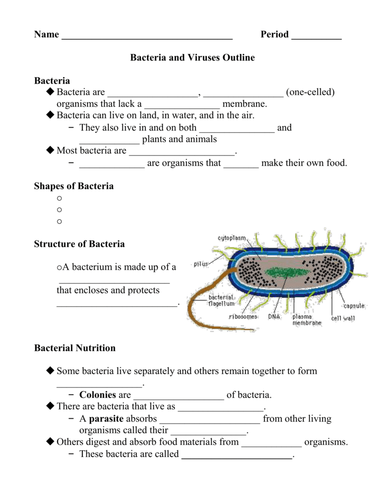 Bacteria and Viruses Outline – Teacher Guide (Key) Pertaining To Virus And Bacteria Worksheet Key