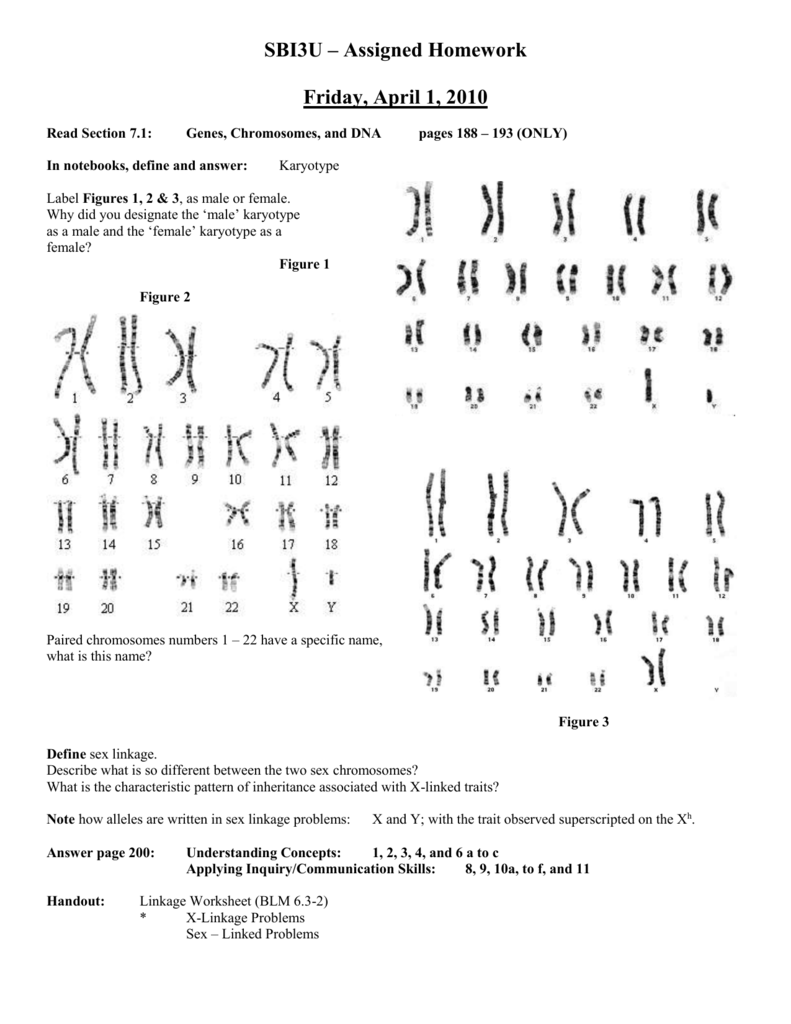 Thursday, April 20, 20200 In Biology Karyotype Worksheet Answers Key