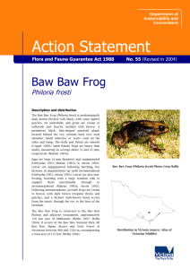 Baw Baw Frog (Philoria frosti) accessible