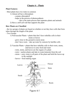 Chapter 6 – Plants