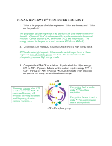 Final Review Answer Key - Mercer Island School District