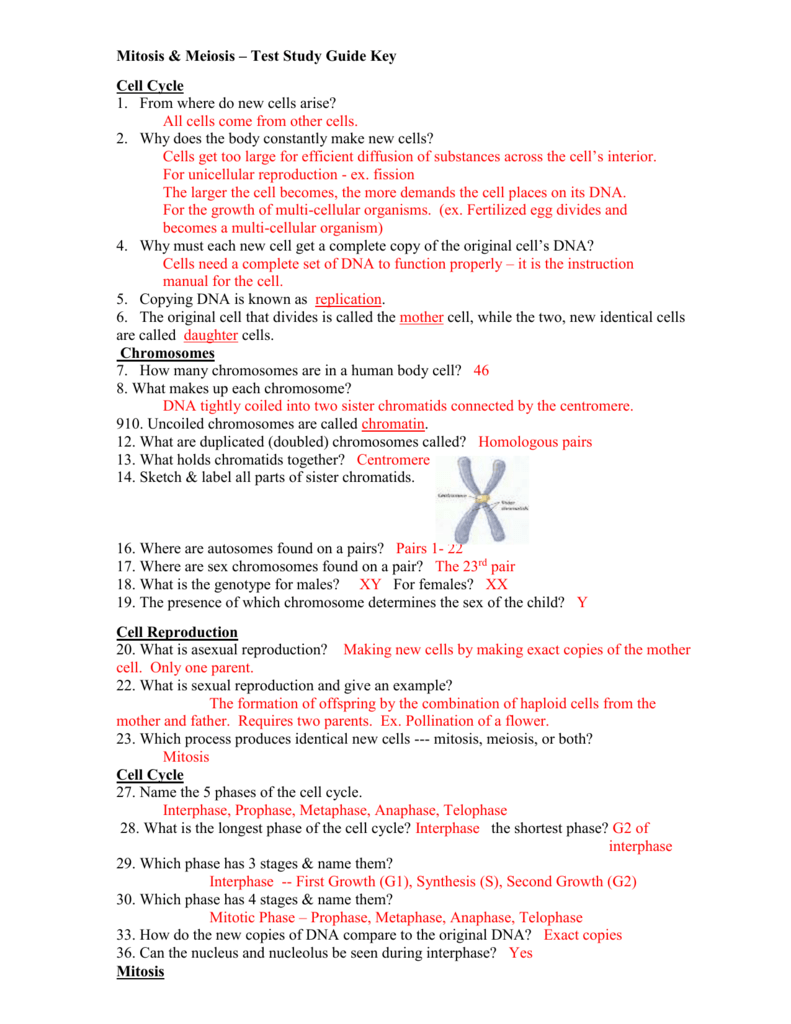 Cell Cycle Chromosomes Mitosis Meiosis Test Study Guide Cell Cycle Chromosomes Mitosis Meiosis Test Study Guide