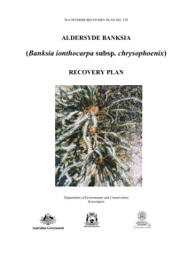 Banksia ionthocarpa subsp. chrysophoenix, Interim Recovery Plan