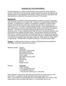 Agarose Gel Electrophoresis