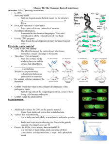 Chapter 16: The Molecular Basis of Inheritance