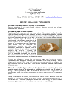 COMMON DISEASES OF PET RODENTS