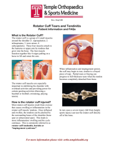 What is the Rotator Cuff