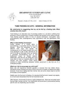 TUBE FEEDING IN CATS – GENERAL INFORMATION