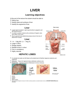 Segments of liver