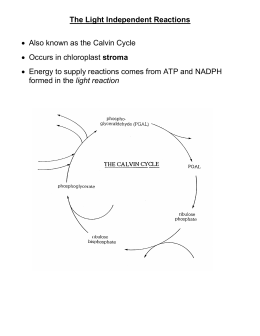 The Calvin Cycle Chapter 6.2 Worksheet