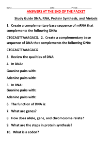 Study Guide DNA, RNA, Protein Synthesis, and Meiosis