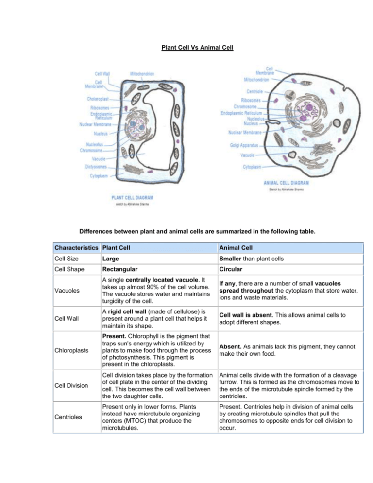 Plant Cell Vs Animal Cell