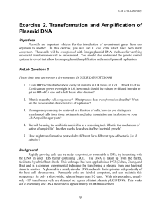 Exercise 2. Transformation and Amplification of Plasmid DNA