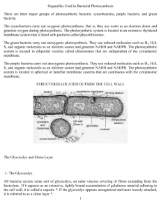 Organelles Used in Bacterial Photosynthesis There are three major