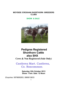 Class 1 - Cows - Irish Shorthorn