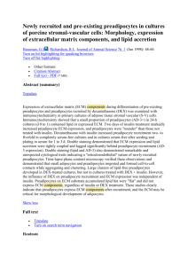 Newly recruited and pre-existing preadipocytes in cultures of