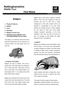 the Badgers Fact Sheet - Nottinghamshire Wildlife Trust