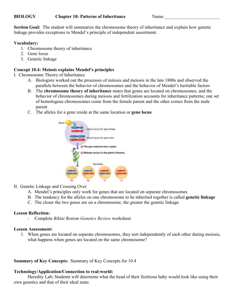 Mendel And Basic Genetics Packet Ws Answers Mendelian Genetics