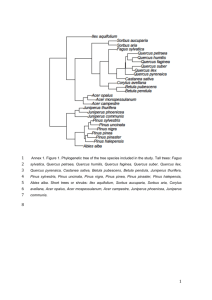 Annex 1. Figure 1. Phylogenetic tree of the tree species included in