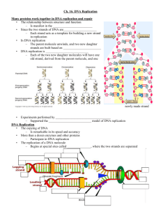 nucleotides	chromosomal