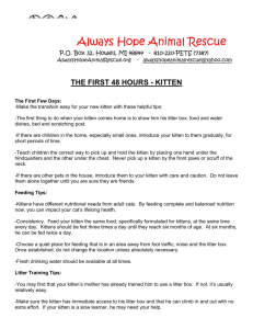 1st 48 hrs KITTEN - Always Hope Animal Rescue