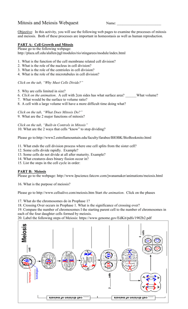 Unraveling the Secrets of Cell Division – A Mitosis Webquest and Virtual Lab Answer Key