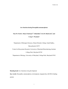 how function during Drosophila metamorphosis