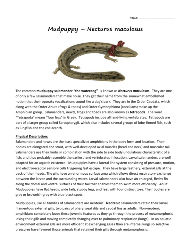 Salamander Sex Telegraph
