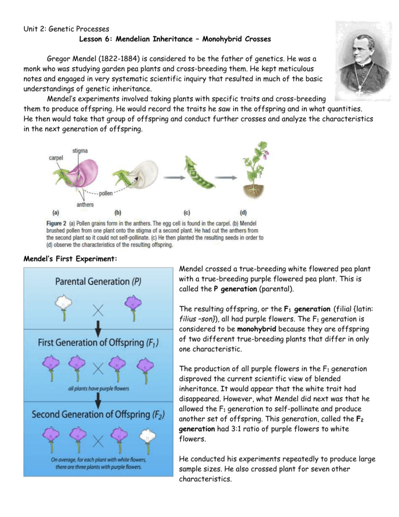 Lesson 6 Mendelian Genetics Monohybrid Crosses