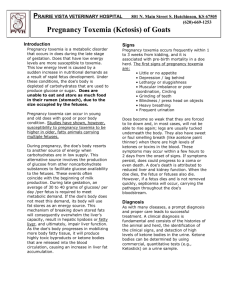 Pregnancy Toxemia of Goats and Sheep