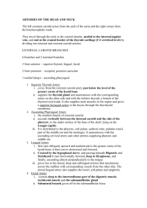 External carotid branches